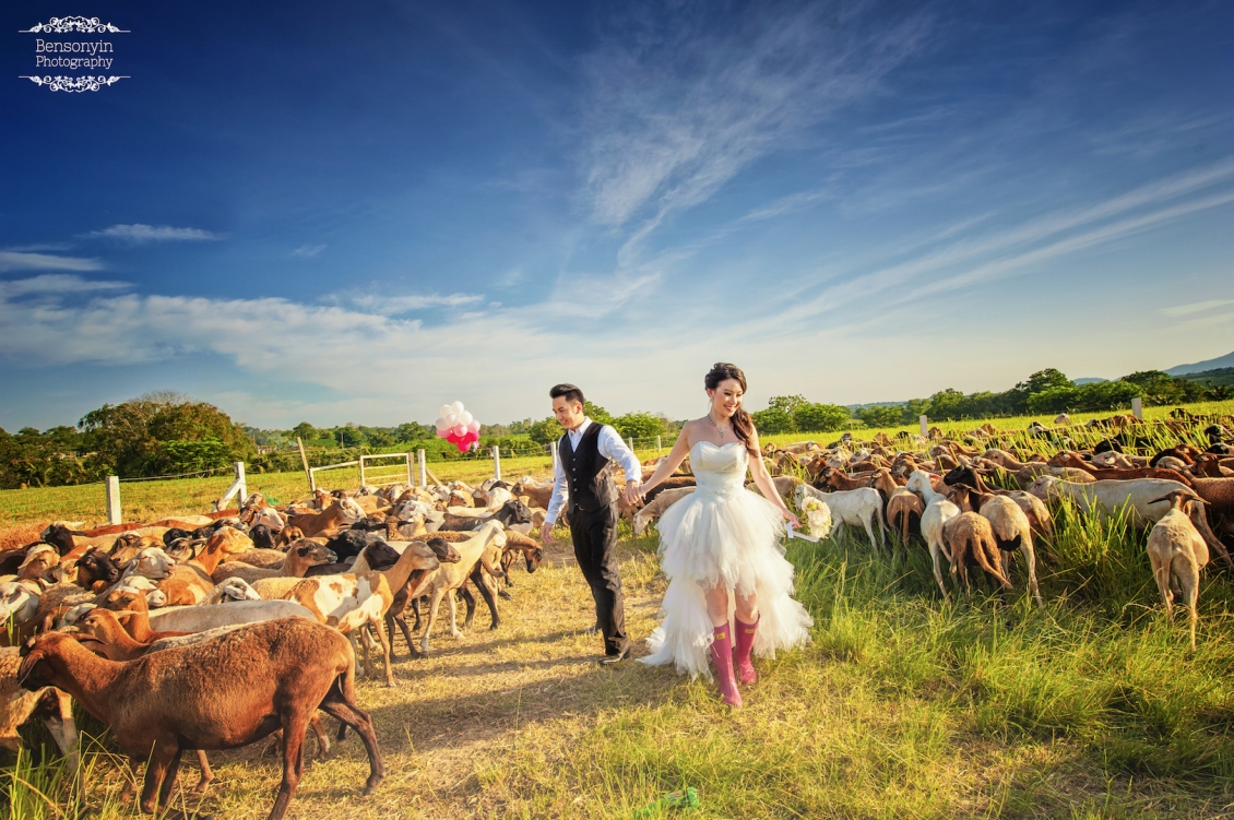 casal tirando foto para pré-wedding no meio das cabras na fazenda